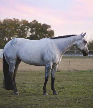 grey-quarter-horse-sunset