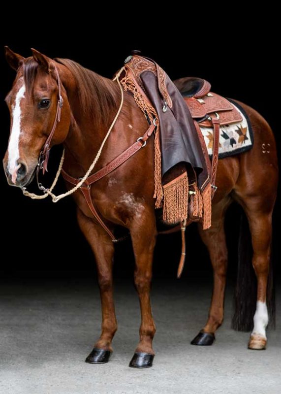 sorrel-quarter-horse-saddle